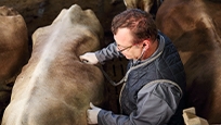 Image of a man working on a cow.
